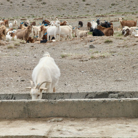 LANGYARNS Noble Nomads Ziege beim trinken
